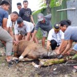 Dandim 1420 Sidrap Laksanakan Penyerahan dan Pemotongan Hewan Qurban