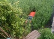 Seorang Petani Diduga Tewas Tersengat Listrik Perangkap Tikus Di Toili