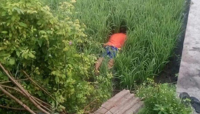 Seorang Petani Diduga Tewas Tersengat Listrik Perangkap Tikus Di Toili