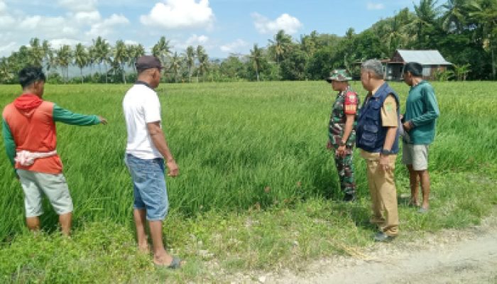 Babinsa Allakuang Bersama Penyuluh Pertanian Beri Arahan Ini Kepada Petani