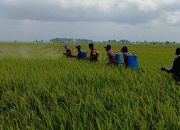 Babinsa Kelurahan Kanyuara, Berperan Aktif dalam Penyemprotan Pengendalian Hama Kresek untuk Petani di Sidrap