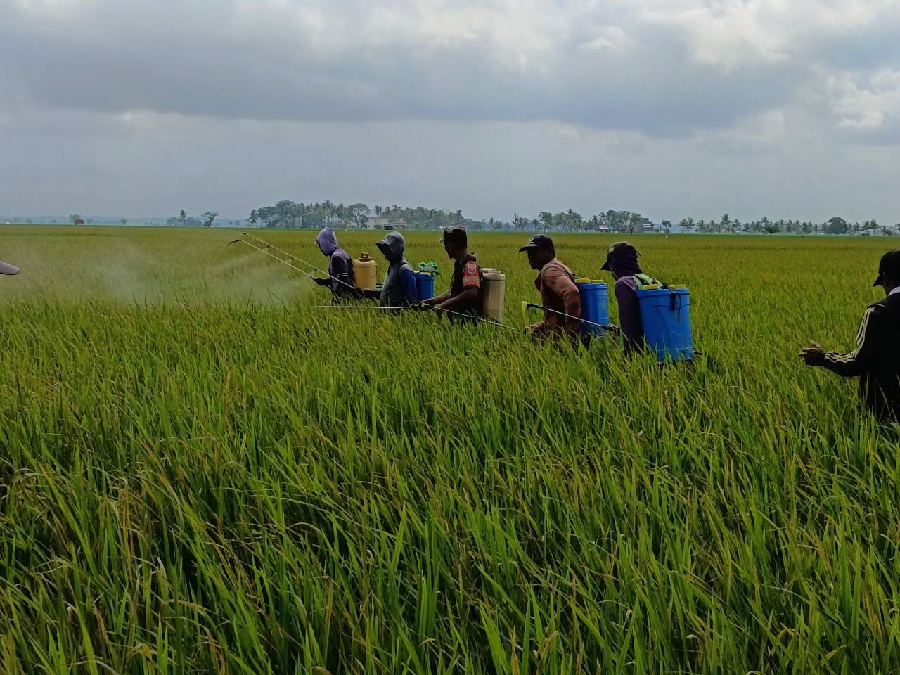 Babinsa Kelurahan Kanyuara, Berperan Aktif dalam Penyemprotan Pengendalian Hama Kresek untuk Petani di Sidrap