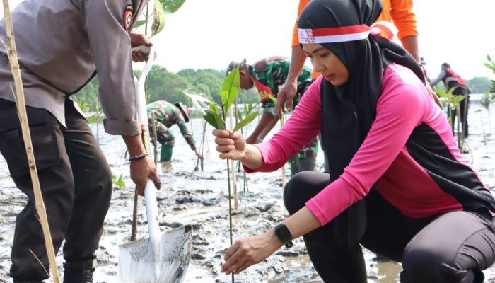 Penghijauan Sejak Dini, Polres Palopo Tanam 1000 Pohon Mangrove di Pantai Pasir Putih Salekoe