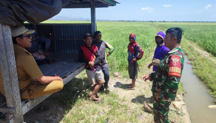 Mengatasi Krisis Air: Babinsa Serda Herman Amal Terjun ke Sawah-sawah Desa Mojong