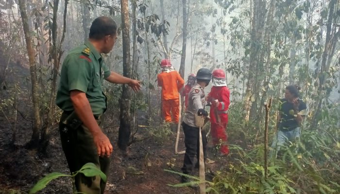 Sijago Merah Melahap Lahan Warga Hingga 5 Hektare, ini Pesan Kapolres Tana Toraja