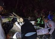 Sigap Personil TNI – Polri Bersama Warga Evakuasi Pohon Tumbang Di Jalan Poros Makale – Rantepao
