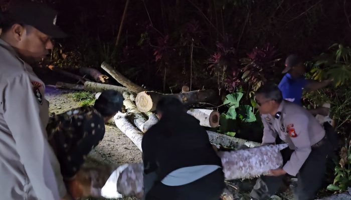 Sigap Personil TNI – Polri Bersama Warga Evakuasi Pohon Tumbang Di Jalan Poros Makale – Rantepao