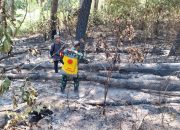 Sinergitas TNI/Polri Bersama Dinas Kehutanan Berhasil Cegah Meluasnya Karhutla Di Rantebua Toraja Utara