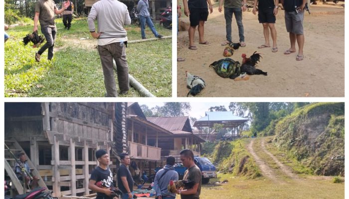 Digerebek Resmob Polres Toraja Utara, Para Pelaku Judi Sabung Ayam di Mallerara Balusu Lari Kocar-kacir
