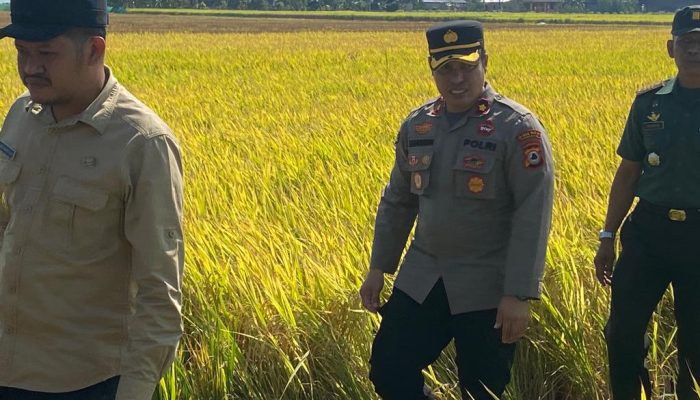 Kapolsek Watang Sawitto Hadiri Pesta Panen Di Lingkungan Madallo, Ajak Masyarakat Wujudkan Pemilu Damai 2024