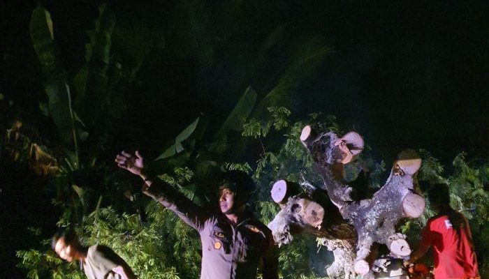 Kapolsek Sabbangparu Polres Wajo bersama Tim PLN Melakukan Evakuasi Pohon Tumbang Yang Menutupi Badan Jalan