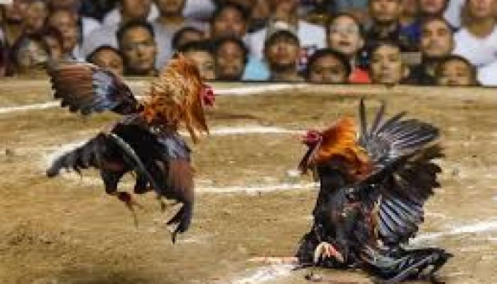 Selama Tahun 2023 Polres Toraja Utara Tindak 32 Praktek Perjudian, 2 Diantaranya Diproses Hukum