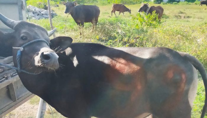 Polres Jeneponto Dan Polsek Jajaran Akan Memotong Sapu Kurban Sebanyak 50 Ekor Sapi