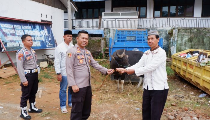 Berbagi kasih Di Hari Raya Idul Adha 1445 H Tahun 2024, Kapolres Tana Toraja Berkurban 3 Ekor Sapi