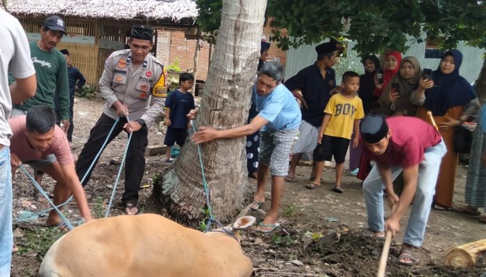Bhabinkamtibmas Kelurahan Tande Timur Laksanakan Pemantauan Penyembelihan Hewan Kurban di Kelurahan Tande Timur