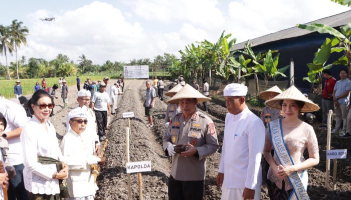 Kapolda Bali di Dampingi Kapolres Klungkung dan PNPP Wanita Polda Bali Tanam Pohon Sorgum