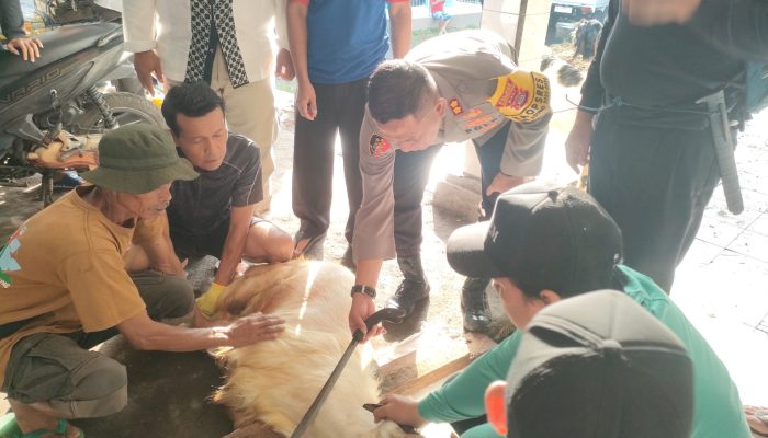 Idul Adha 1445 Hijriah, Kapolres Klungkung Bersama Jajaran Melaksanakan Penyembelihan 8 Ekor Kambing Hewan Qurban