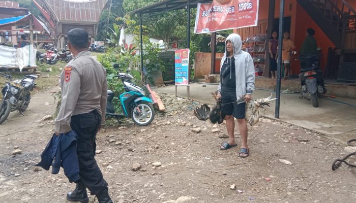 Kapolsek Sesean Pimpin Langsung Penggerebek Judi Sabung Ayam, 4 Ekor Ayam Adu Berhasil Diamankan