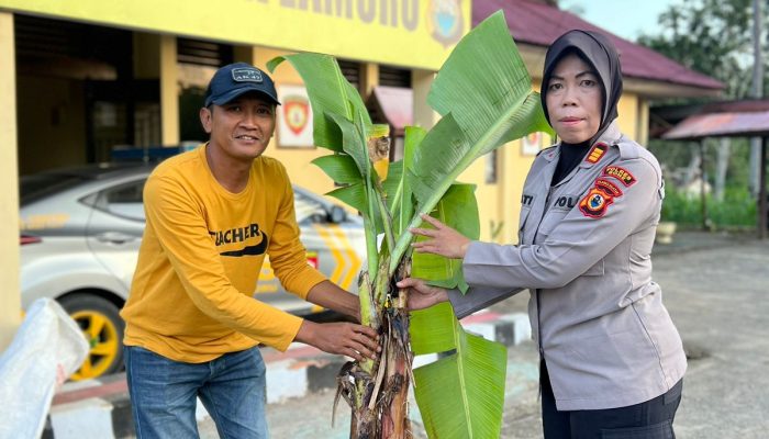 Kapolsek Lamuru inisiasi program Peningkatan Ekonomi Masyarakat Melalui Budidaya Pisang Cavendish