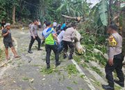 Polres Tator Gerak cepat Bersihkan Pohon tumbang Yang Menutupi Jalan Diburake