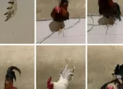 Satreskrim Polres Sidrap Berhasil Amankan Pelaku Judi Sabung Ayam di Watang Pulu