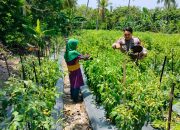 Bhabinkamtibmas Desa Adolang Dhua Dukung Ketahanan Pangan, Dorong Produksi Cabai di Dusun Mongeare