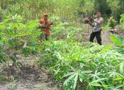 Dukung Program Ketahanan Pangan, Bhabinkamtibmas Pangali-ali Kolaborasi dengan Petani Hortikultura