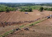 Polres Sidrap Tanam Perdana Ubi Kayu, Dukung Asta Cita Presiden Melalui Swasembada Pangan