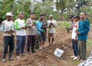Polsek Awangpone Polres Bone Laksanakan Penanaman Cabai Wujudkan Program Ketahanan Pangan Presiden RI