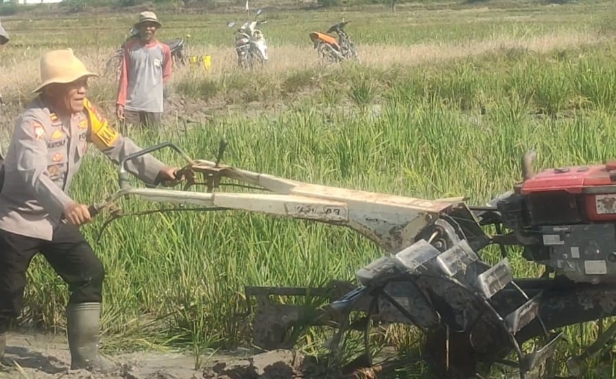Sukseskan Asta Cita Swasembada Pangan, Kapolsek Maritengngae Polres Sidrap Turun Sawah