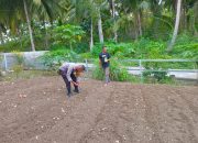 Bhabinkamtibmas Desa Buttu Baruga Res Majene Dukung Program Ketahanan Pangan dengan Pengolahan Lahan Hortikultura