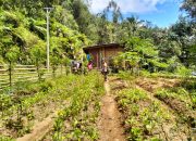 Bhabinkamtibmas Polsek Mambi Polres Mamasa Laksanakan Kegiatan Pemanfaatan Lahan Produktif untuk Ketahanan Pangan di Desa Mesakada