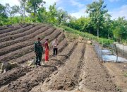 TNI-Polri di Majene Kolaborasi Dorong Ketahanan Pangan melalui Edukasi ke Petani Cabai Dusun Mongeare