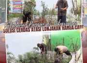 Ketahanan Pangan di Tabaringan: Solusi Cerdas Atasi Lonjakan Harga Cabe