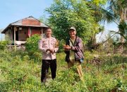 Sukseskan Ketahanan Pangan Nasional, Bhabinkamtibmas Kelurahan Totoli Tinjau Lahan Cabai di Kalasa