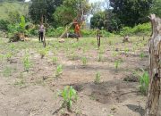 Sukseskan Ketahanan Pangan Nasional, Bhabinkamtibmas Polres Majene Tinjau Perkebunan Jagung di Lingkungan Rusung