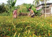 Dukung Ketahanan Pangan, Bhabinkamtibmas Polres Majene Sambangi Kebun Cabai Warga di Rusung