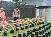 Bhabinkamtibmas Polres Majene Dorong Pemanfaatan Lahan Pekarang Rumah Untuk Budidaya Tanaman Holtikultura
