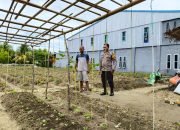 Sukseskan Ketahanan Pangan Nasional, Bhabinkamtibmas Polres Majene Tinjau Perkebunan Hortikultura di Tande Timur