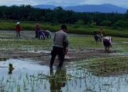 Ketahanan Pangan di Kakulasan: Brigpol Agus AW Bergerak Bersama Warga Tanam Padi