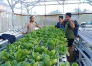 Sukseskan Ketahanan Pangan Nasional, Bhabinkamtibmas Polres Majene Tinjau Budidaya Hidroponik di Kelurahan Lembang Dhua