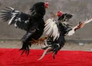 Kawal Asta Cita Presiden Prabowo, Polres Sidrap Amankan Tersangka Kasus Perjudian Sabung Ayam di Desa Bila, Dua Pitue