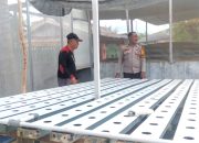 Bhabinkamtibmas Polres Majene Dorong Warga Kembangkan Budi Daya Tanaman Hidroponik