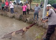 Dukung Ketahanan Pangan, Kapolres Palopo Hadiri Panen Raya P2L Perikanan Telluwanua