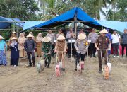 Polres Luwu Dan Forkopimda Terus Dorong Upaya Ketahanan Pangan Melalui Penanaman Jagung Serentak
