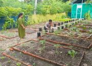 Bhabinkamtibmas Kelurahan Baurung Dukung Ketahanan Pangan Lewat Pemanfaatan Pekarangan Warga