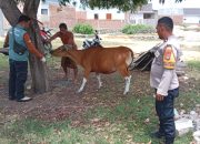 Cegah Penyakit Mulut dan Kuku Pada Hewan Ternak, Bhabinkamtibmas Polres Majene Berikan Pendampingan Kegiatan Dinas Peternakan Kab. Majene