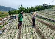 Bhabinkamtibmas Polres Majene Dukung Petani Bawang di Pamboang dalam Program Ketahanan Pangan Nasional