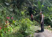 Personel Polres Tator Gerak Cepat Bersihkan Pohon Tumbang Yang Menutupi Jalan di 2 Lokasi
