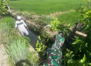 Babinsa Koramil 1420-05/Dua Pitue gelar karya Bhakti bersama Petani
